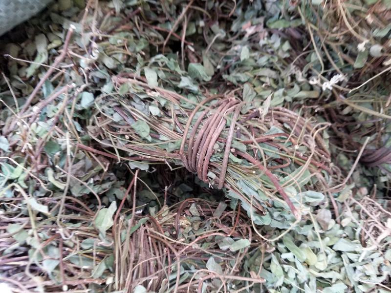 带叶鸡骨草茶小扎捆绑鸡骨草颜色青绿，货源充足