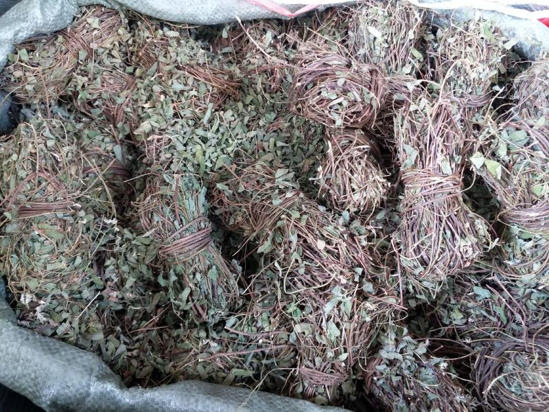 带叶鸡骨草茶小扎捆绑鸡骨草颜色青绿，货源充足