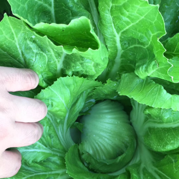 芥菜球