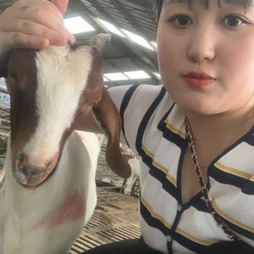 出售波尔种羊羊羔怀孕母羊种公羊自家繁育养殖