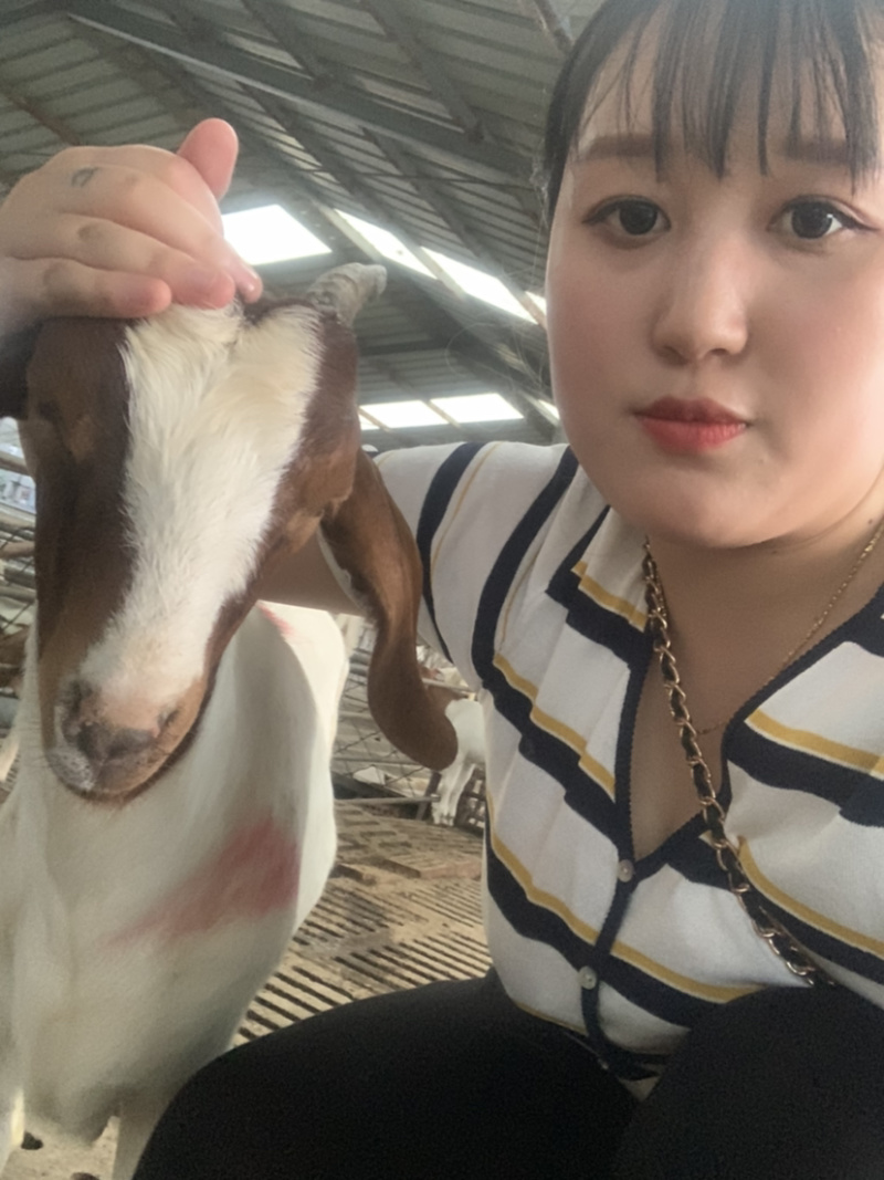 出售波尔种羊羊羔怀孕母羊种公羊自家繁育养殖