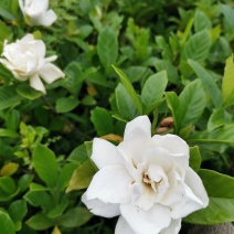 栀子花苗栽地栽庭院小区工程园林绿化