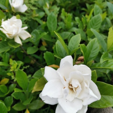 栀子花苗栽地栽庭院小区工程园林绿化