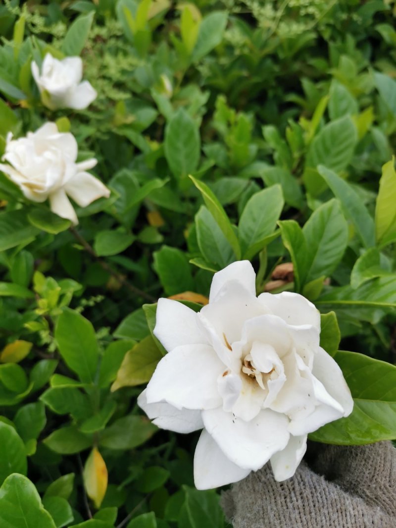栀子花苗栽地栽庭院小区工程园林绿化