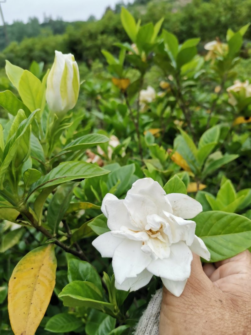 栀子花苗栽地栽庭院小区工程园林绿化