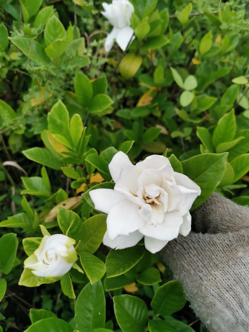 栀子花苗栽地栽庭院小区工程园林绿化