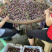 古蔺脆红李上市了，一万斤起订***********