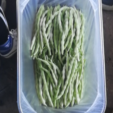 精品白豆王大量上市需要联系