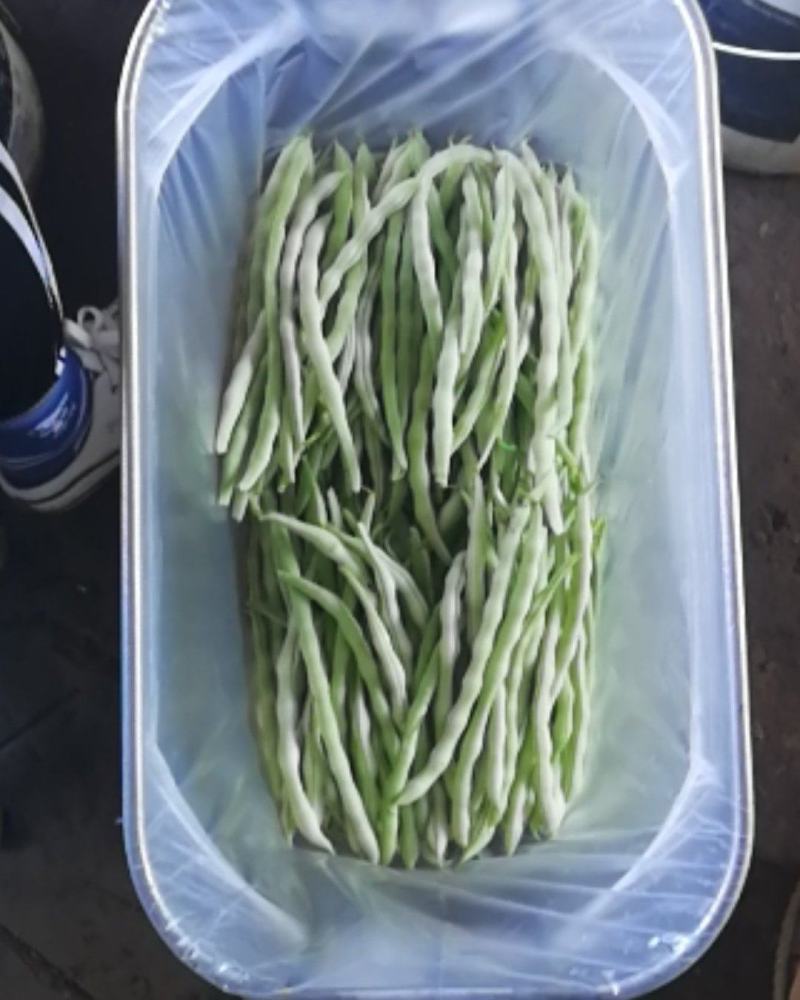 精品白豆王大量上市需要联系