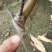 金西梅，黄金颜色，甜似初恋，基地大量种苗现货供应