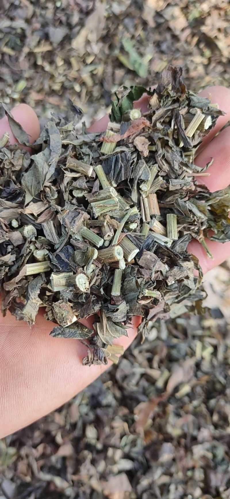 刀功好颜色好的头茬佩兰