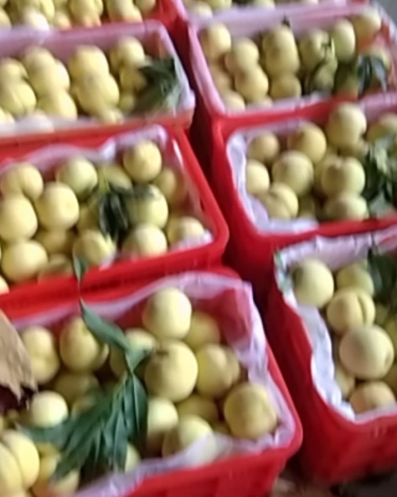 黄金黄大量上市，口感好，甜度大，乃储存欢迎全国各地朋友来