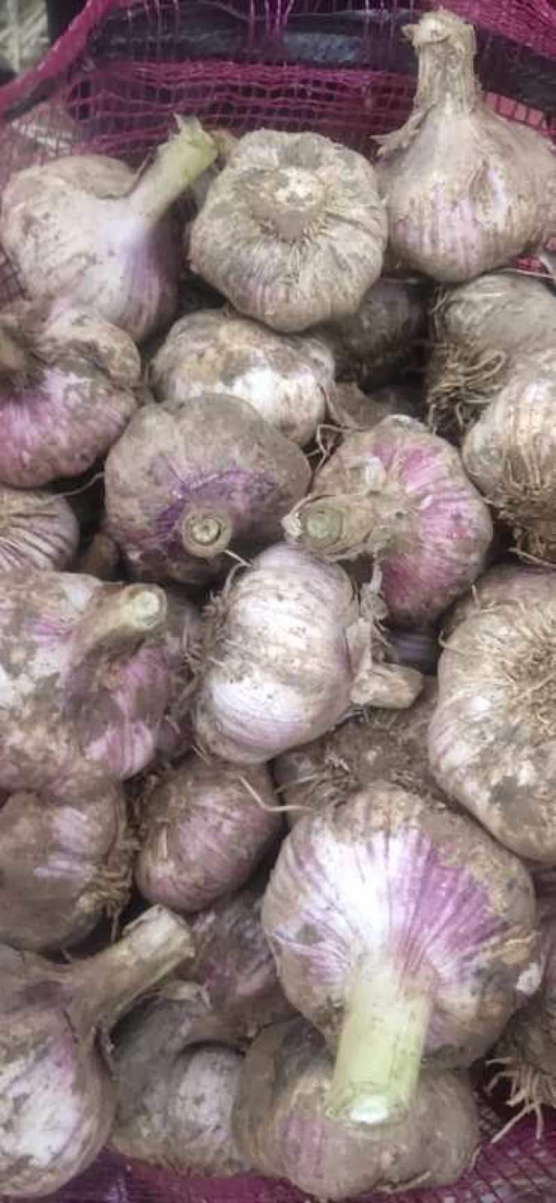 甘肃民乐宏运农产品专业合作示范社紫皮香蒜