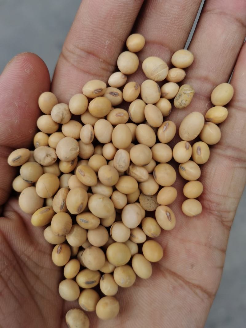 黄豆大豆进口黄豆高蛋白大豆豆腐专用