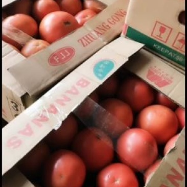 【热卖】精品硬粉西红柿产地直销一件代发