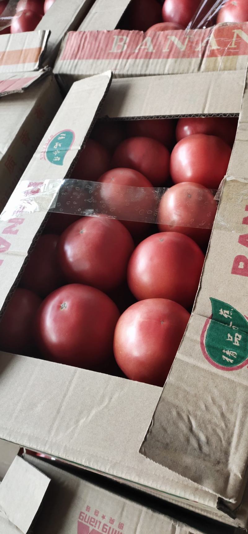 【热卖】精品硬粉西红柿产地直销一件代发