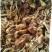 剪根滑子菇干品，无杂质，颜色黄，口感清香，