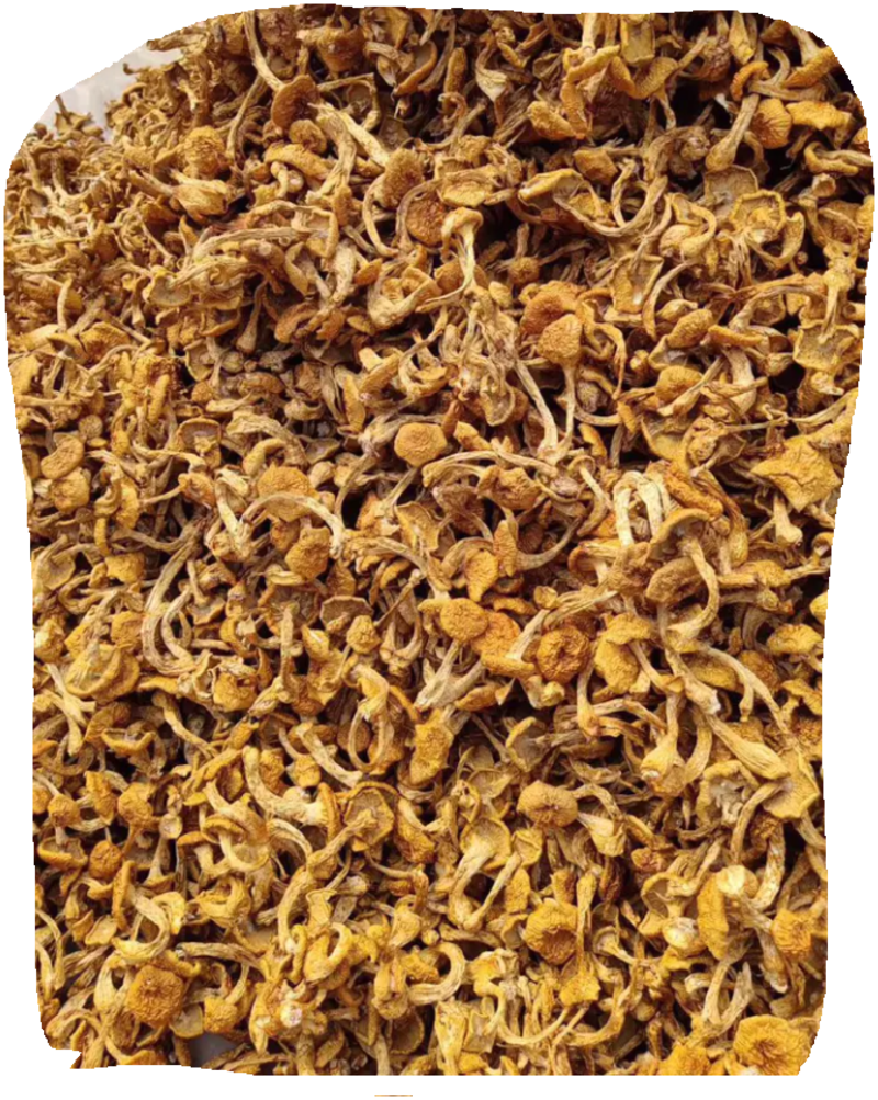 产区优质滑子菇干品，无杂质，颜色黄，口感清香，