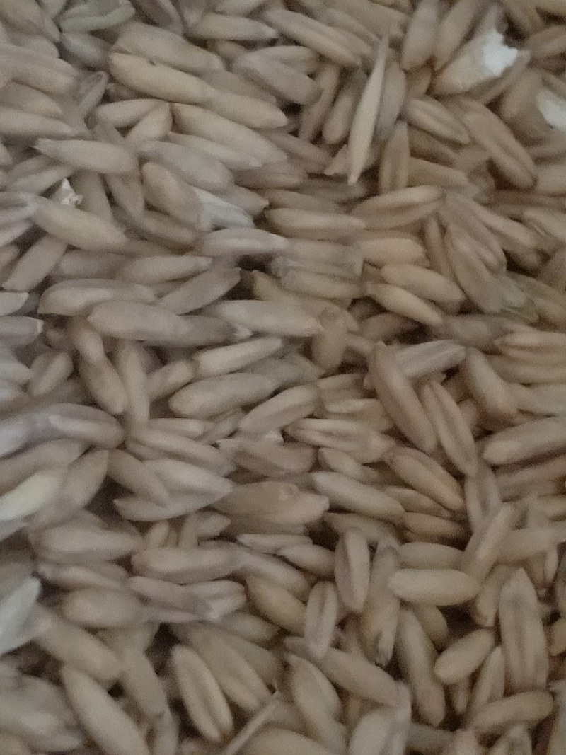 无公害坝莜优质品种莜麦