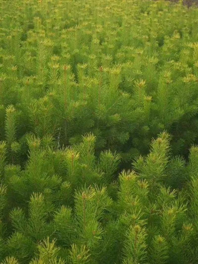 油松杯苗