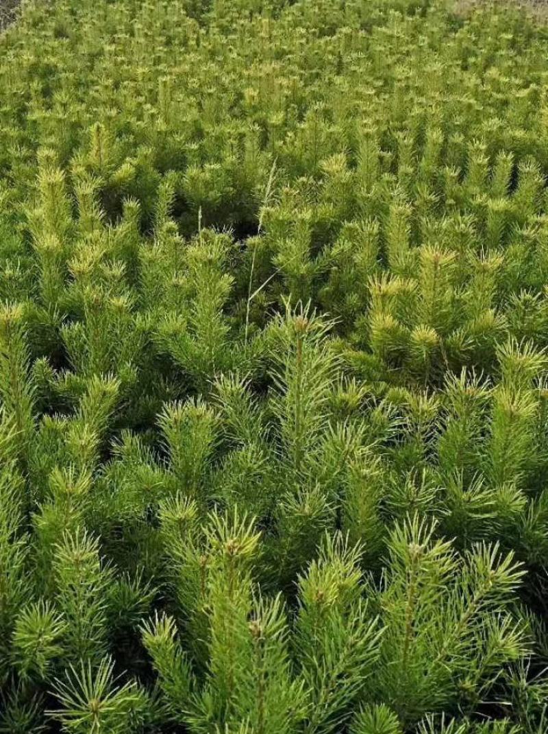油松杯苗