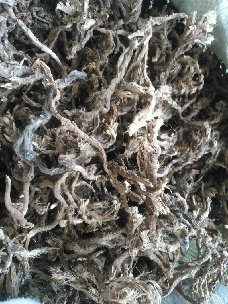 石菖蒲，野生个子不太大，适合药厂货