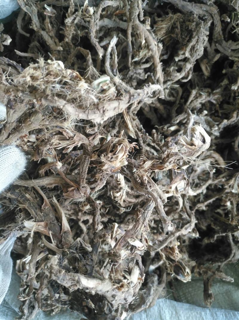 石菖蒲，野生个子不太大，适合药厂货