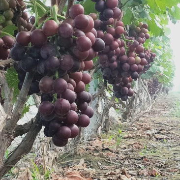 【巨峰葡萄】冠县万亩巨峰葡萄基地质量保证