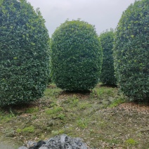 丛生桂花桂花球笼桂柱形桂花大量供应，欢迎来电咨询