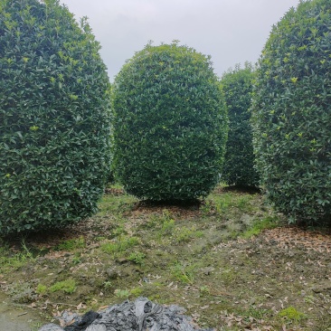 丛生桂花桂花球笼桂柱形桂花大量供应,欢迎来电咨询