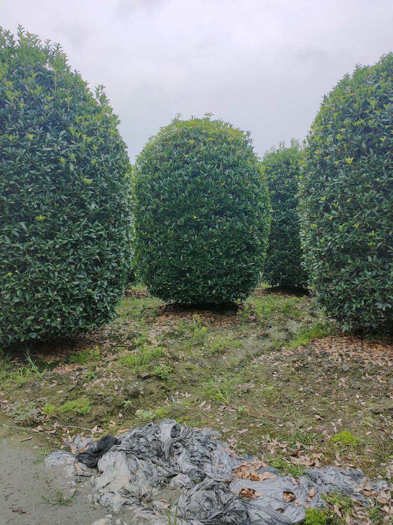 丛生桂花桂花球笼桂柱形桂花大量供应，欢迎来电咨询