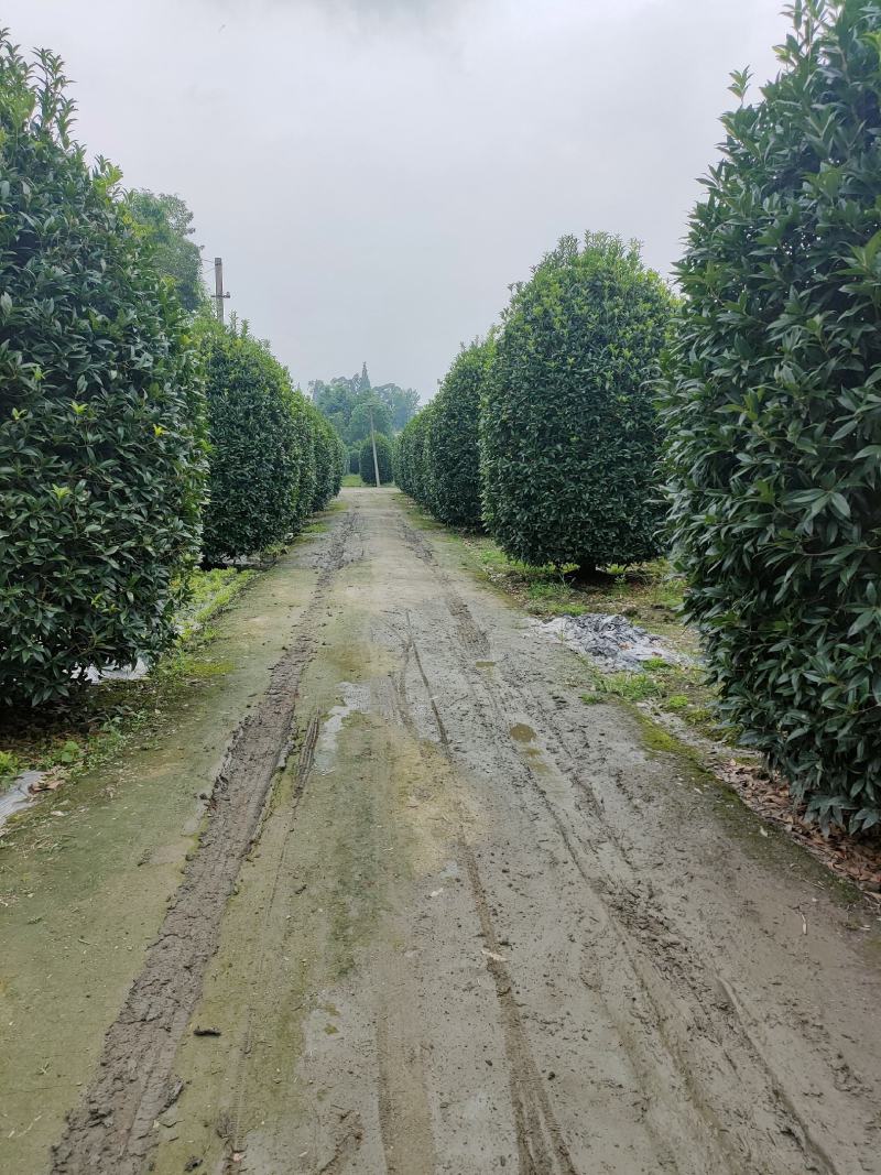 丛生桂花桂花球笼桂柱形桂花大量供应，欢迎来电咨询