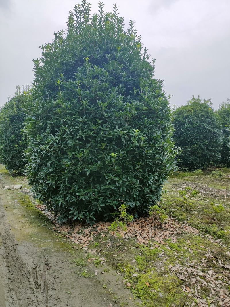 丛生桂花桂花球笼桂柱形桂花大量供应，欢迎来电咨询