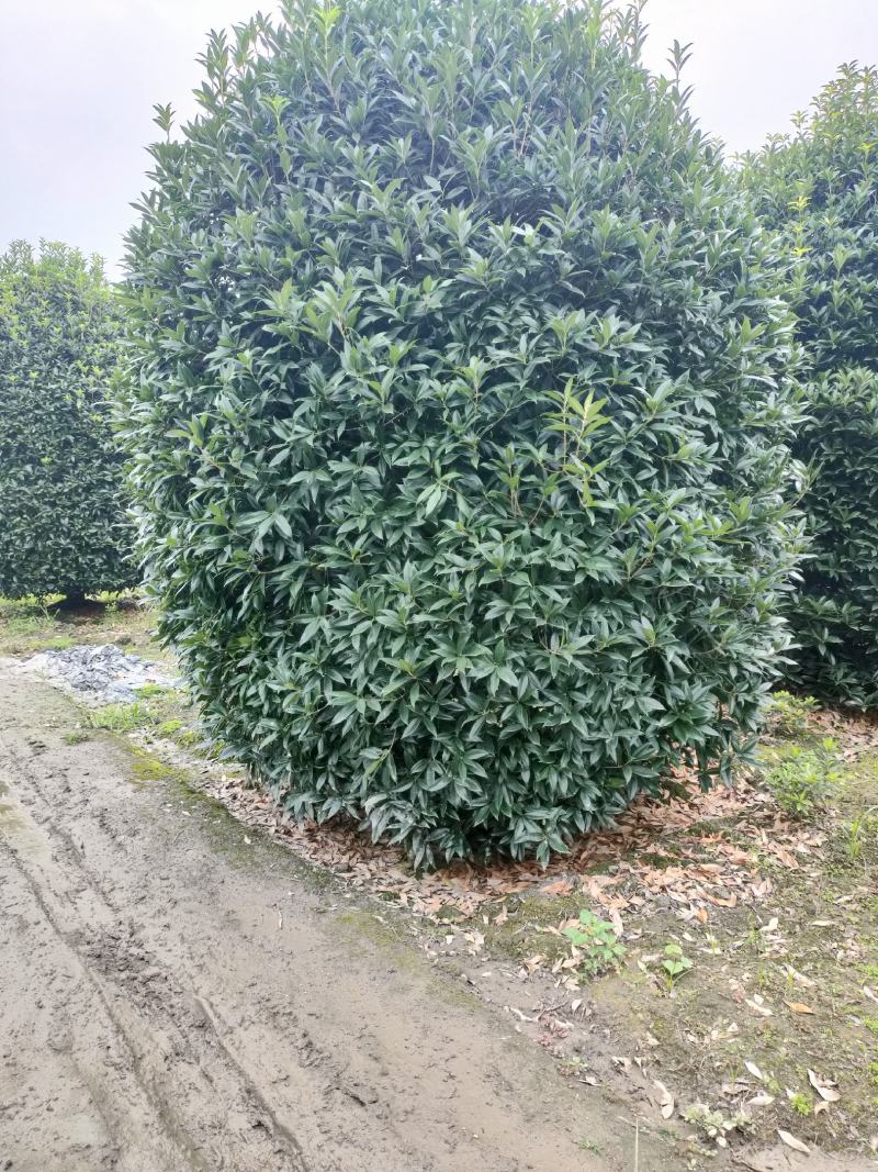 丛生桂花桂花球笼桂柱形桂花大量供应，欢迎来电咨询