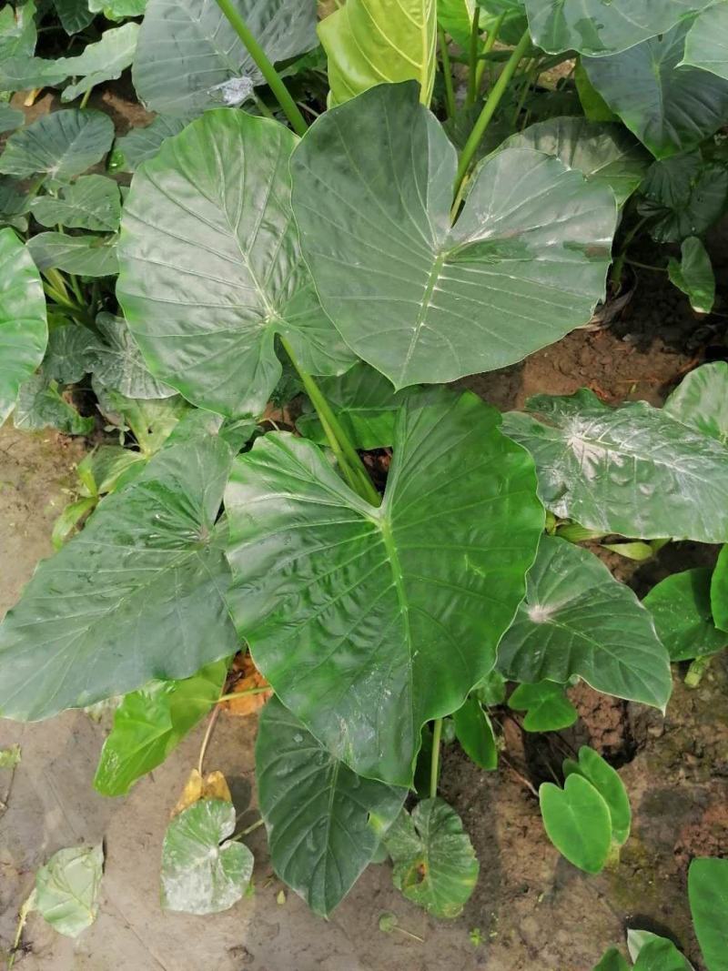 供应丛生海芋滴水观音基地直销一手货源量大从优