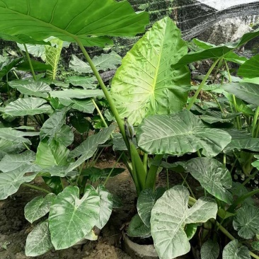 供应丛生海芋滴水观音基地直销一手货源量大从优