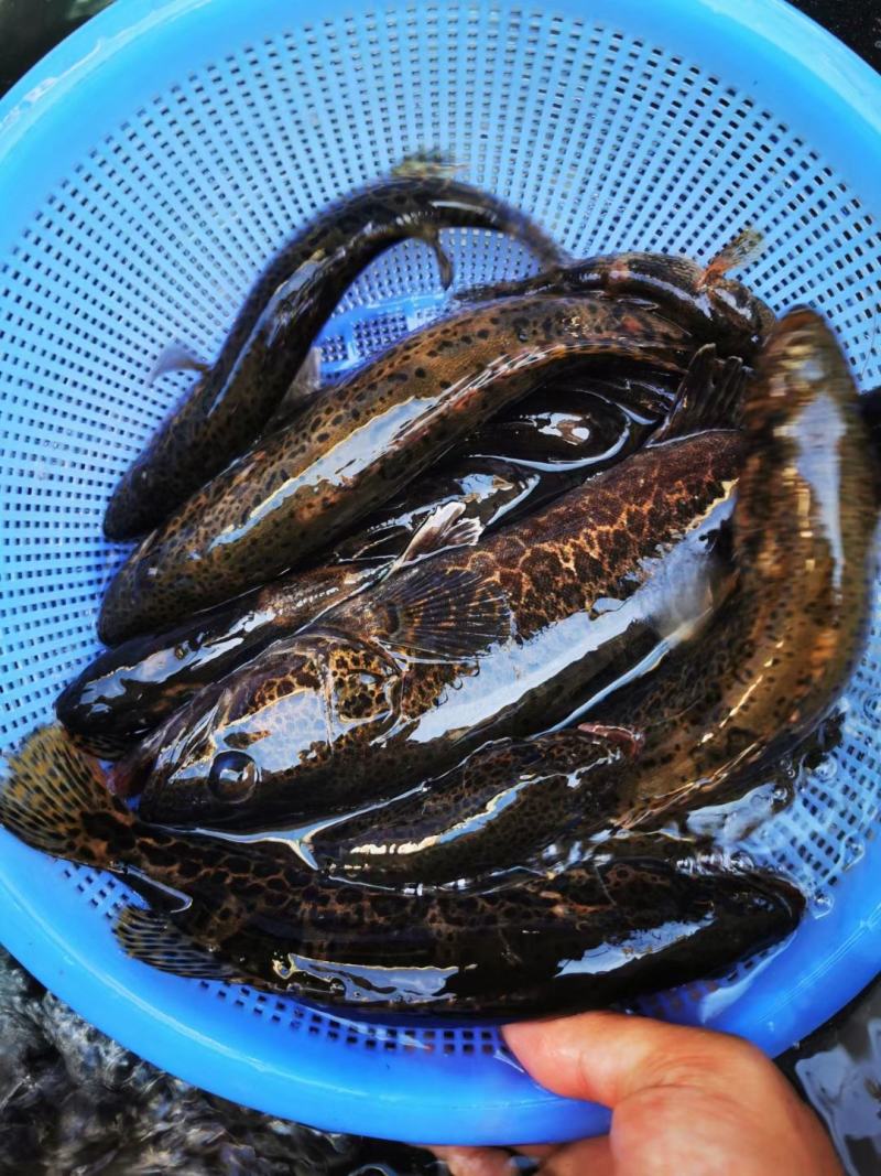 野生斑鳜，老虎鳜，圆筒鳜