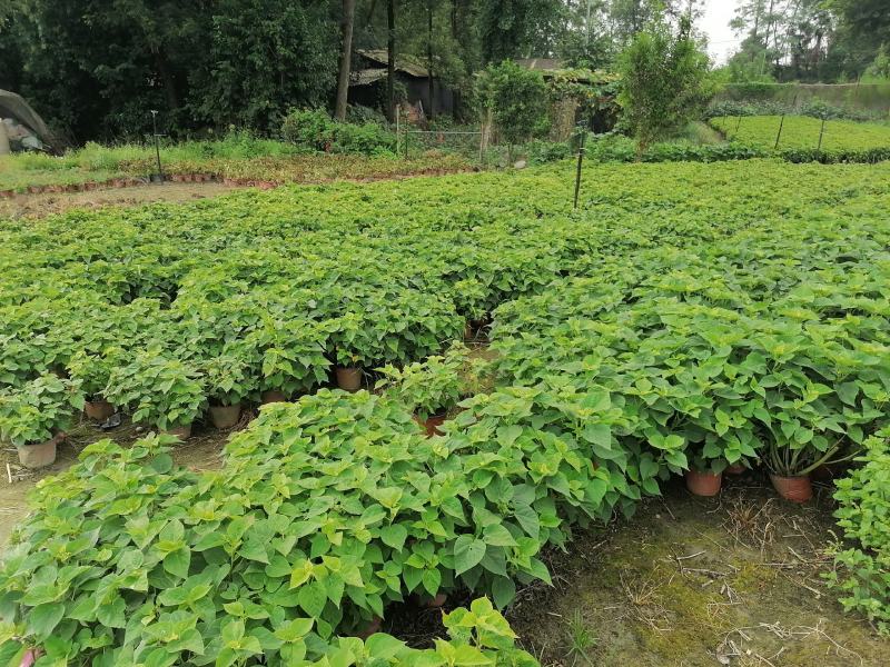 自家苗圃供应芙蓉菊基地直销一手货源视频看货