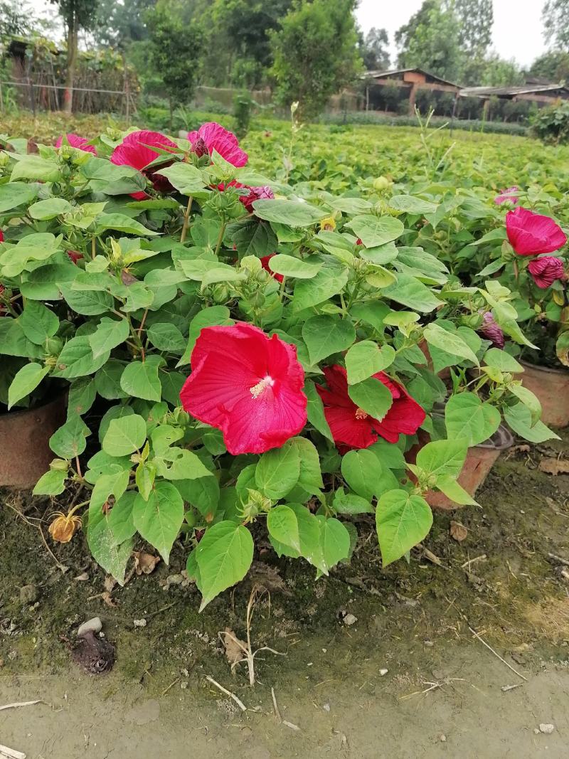 自家苗圃供应芙蓉菊基地直销一手货源视频看货