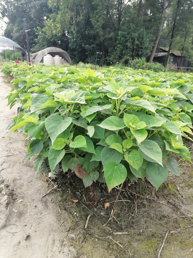 自家苗圃供应芙蓉菊基地直销一手货源视频看货