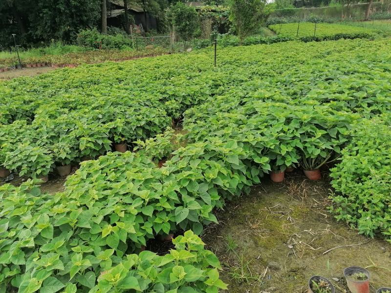 自家苗圃供应芙蓉菊基地直销一手货源视频看货