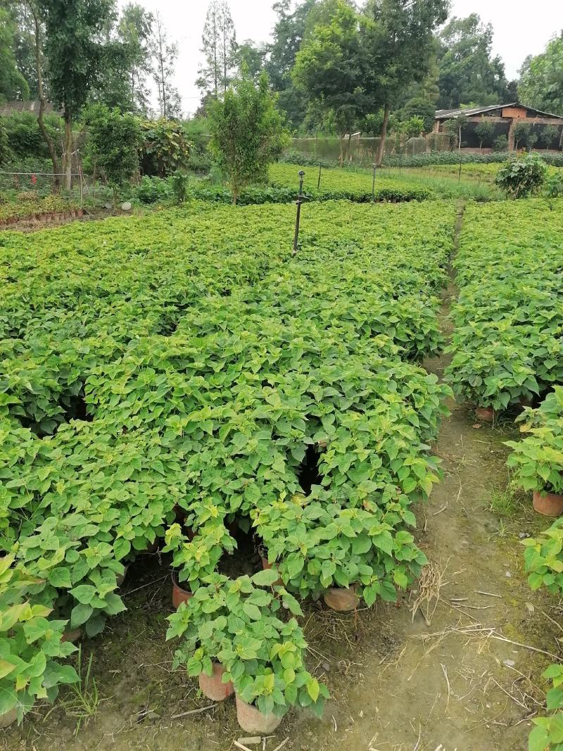 自家苗圃供应芙蓉菊基地直销一手货源视频看货