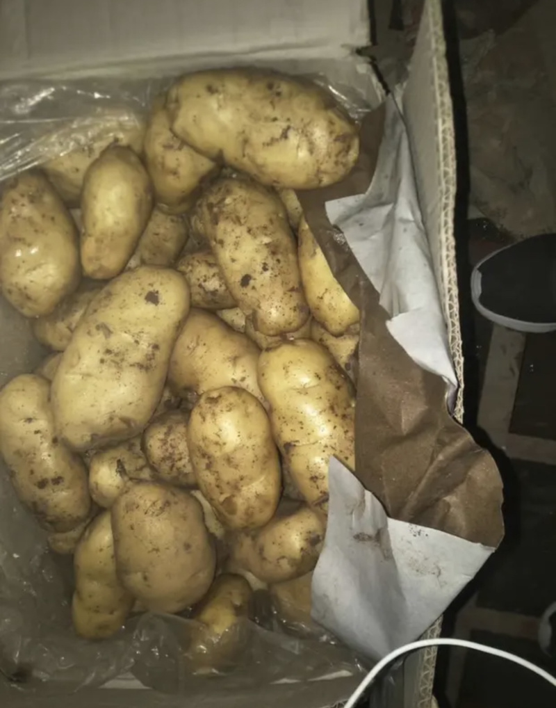 【超市专供】精品荷兰十五土豆量大从优邯郸地区