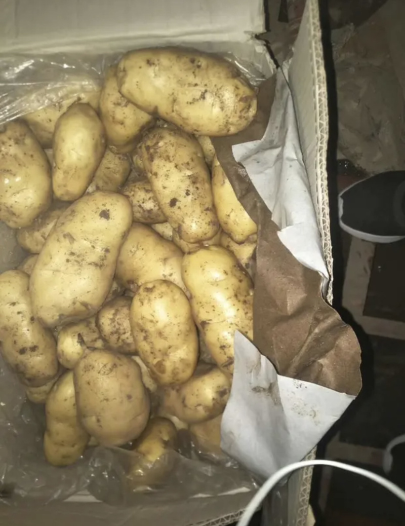 【超市专供】精品荷兰十五土豆量大从优邯郸地区