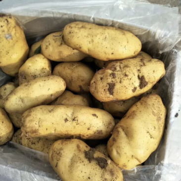 【超市专供】精品荷兰十五土豆量大从优邯郸地区