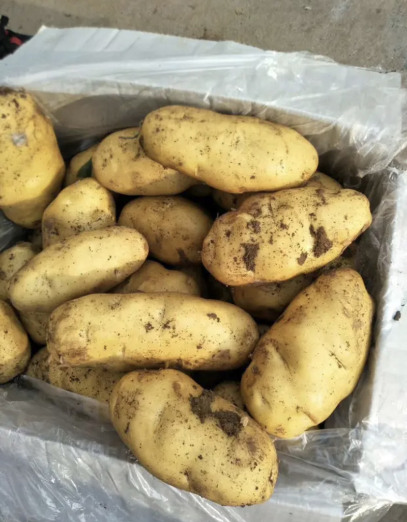 【超市专供】精品荷兰十五土豆量大从优邯郸地区