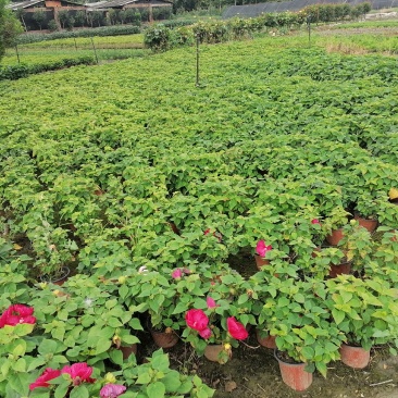 自家苗圃供应芙蓉菊基地直销一手货源视频看货