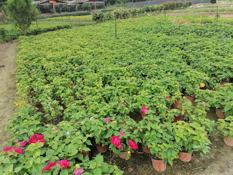 自家苗圃供应芙蓉菊基地直销一手货源视频看货