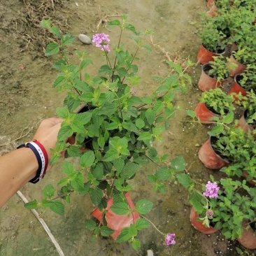 自家苗圃供应紫花马樱丹基地直销一手货源量大从优