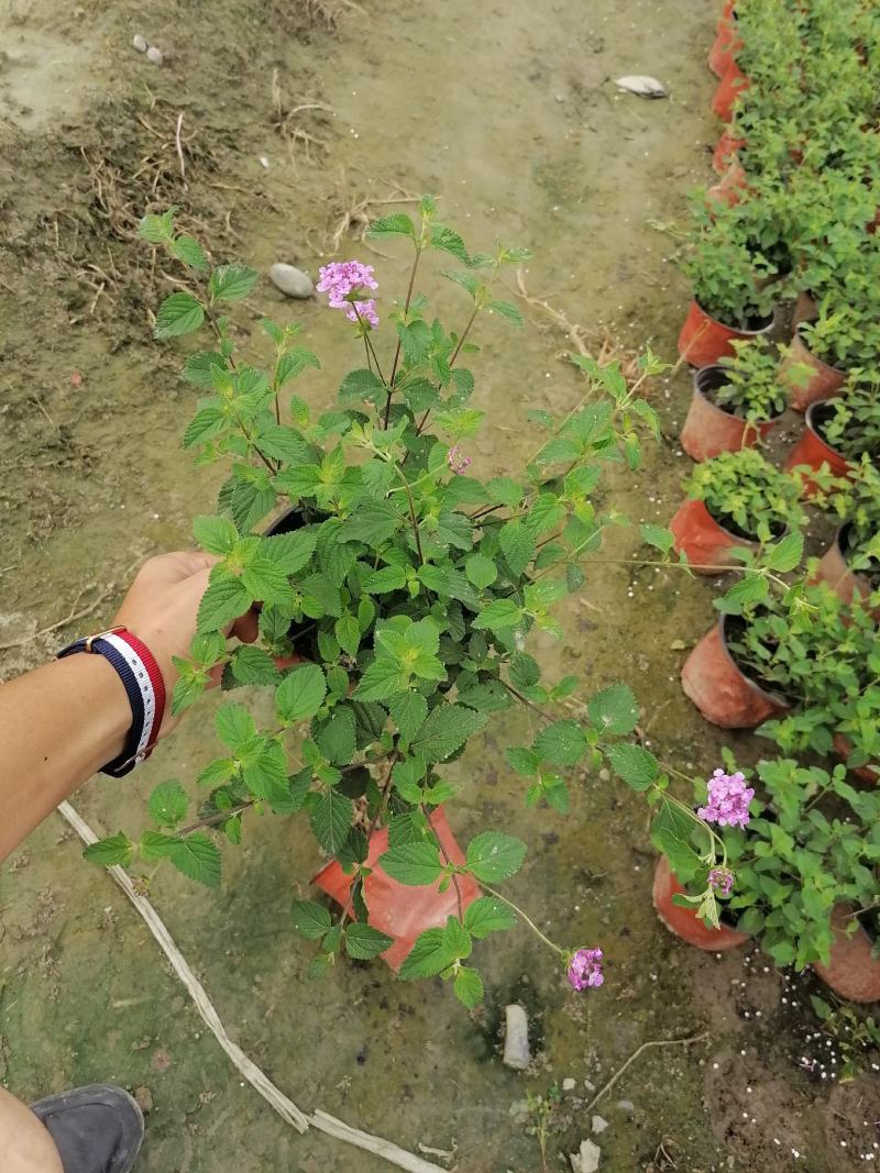 自家苗圃供应紫花马樱丹基地直销一手货源量大从优